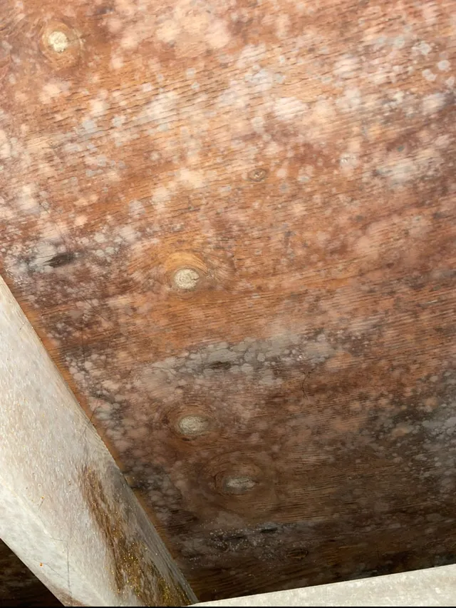 Mold growth on wood ceiling discovered during home inspection