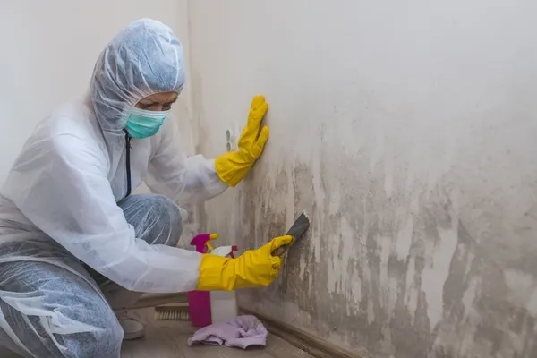 Mold remediation worker cleaning mold from wall