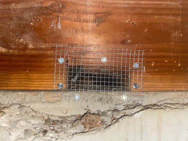 Wire mesh exclusion over rodent entry point